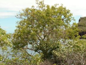 Пало санто дерево – это  Bursera Graveolens, Bulnesia Sarmientoi или Guayacan?